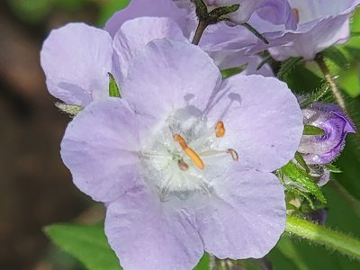 Phacelia bipinnatifida, photographed by Rebecca Gimenez Husted