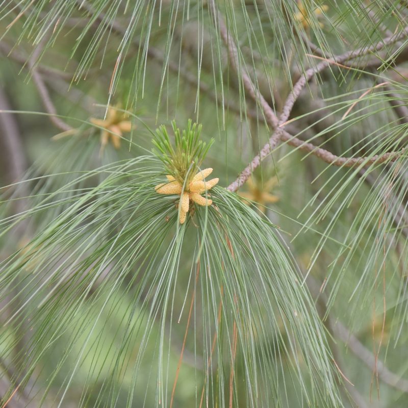 Pinus wallichiana, photographed by Name