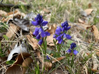 Polygala amarella, photographed by Todd Patterson
