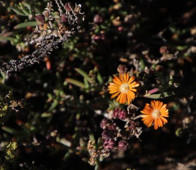 Delosperma ornatulum, photographed by Tony Rebelo