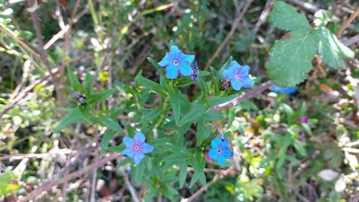 Glandora prostrata, photographed by Elizabete Marchante