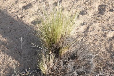 Pappostipa speciosa, photographed by Kimball Garrett