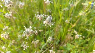 Plantago lagopus, photographed by Elizabete Marchante