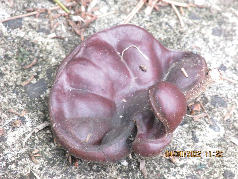 Enterolobium cyclocarpum, photographed by Guillermo J. Fadul R.