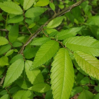 Ulmus alata, photographed by Mac Post