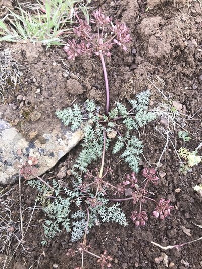 Lomatium canbyi, photographed by Lindsey Salmonson