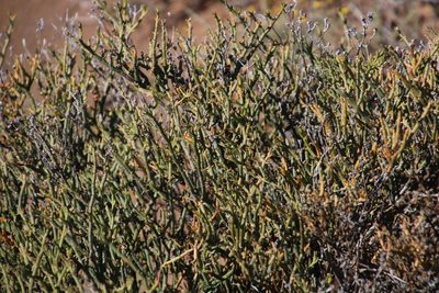Mesembryanthemum coriarium, photographed by Tony Rebelo