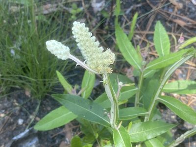 Pterocaulon pycnostachyum, photographed by Dwight Kingsbury