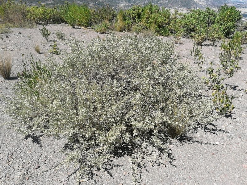 Atriplex rusbyi, photographed by Alejandro Bruno Miranda-Calle
