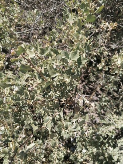 Atriplex rusbyi, photographed by Alejandro Bruno Miranda-Calle