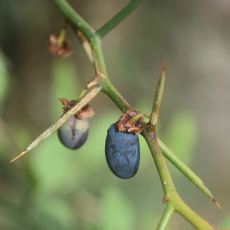 Prinsepia utilis, photographed by Name