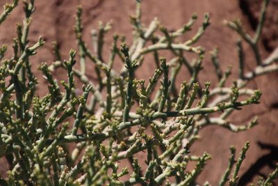 Mesembryanthemum coriarium, photographed by Tony Rebelo
