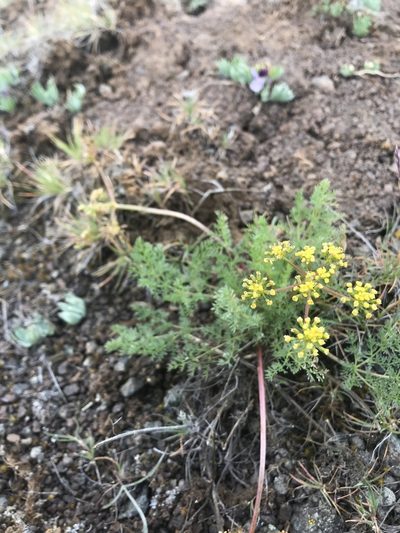 Lomatium quintuplex, photographed by Lindsey Salmonson