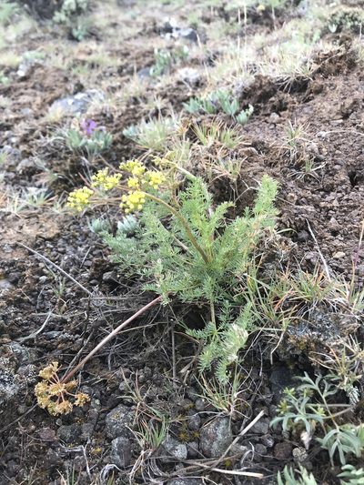 Lomatium quintuplex, photographed by Lindsey Salmonson
