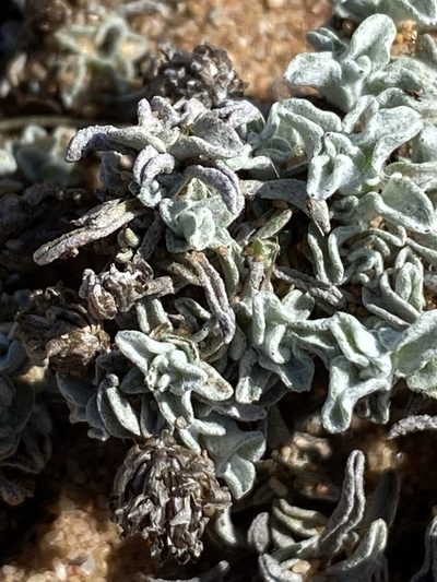 Helichrysum cochleariforme, photographed by Christina
