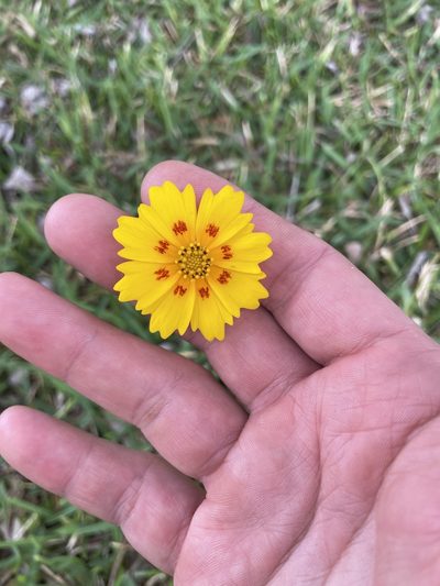 Coreopsis nuecensis, photographed by Chet Burrier