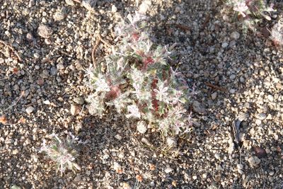 Loeseliastrum matthewsii, photographed by Kimball Garrett
