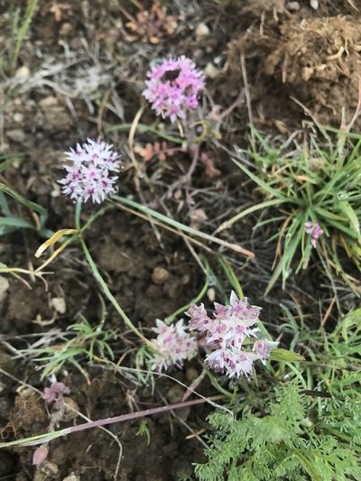 Allium macrum, photographed by Lindsey Salmonson
