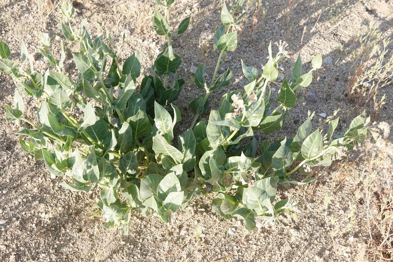 Asclepias vestita, photographed by Kimball Garrett