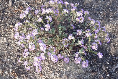 Phacelia fremontii, photographed by Kimball Garrett