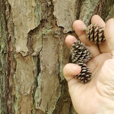 Pinus echinata, photographed by Mac Post
