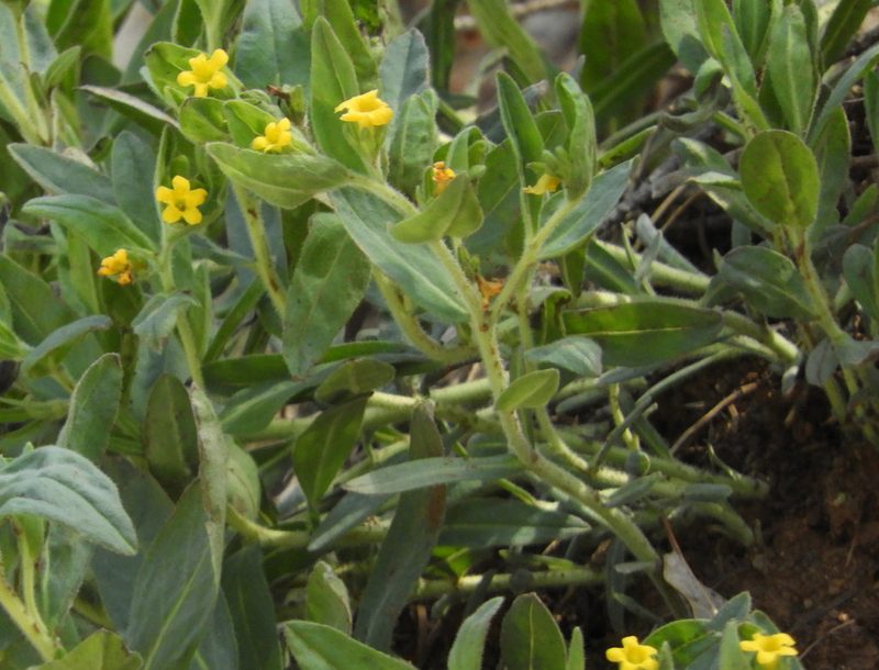 Lithospermum californicum, photographed by Mary K. Hanson