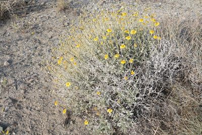 Encelia farinosa, photographed by Kimball Garrett
