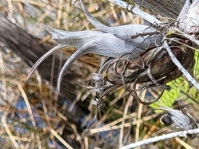 Tillandsia paucifolia, photographed by Theo Summer