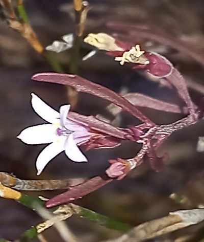 Wimmerella secunda, photographed by flamelily