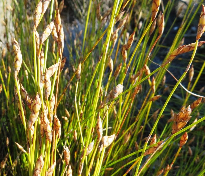 Restio fusiformis, photographed by linkie