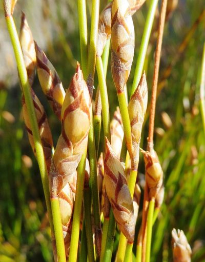 Restio fusiformis, photographed by linkie