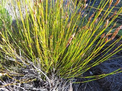 Restio fusiformis, photographed by linkie