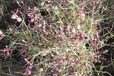 Scutellaria mexicana, photographed by Kimball Garrett