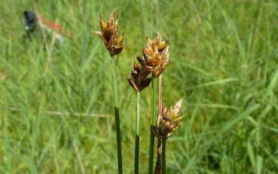 Carex chordorrhiza, photographed by Andre Hosper