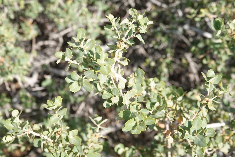 Quercus john-tuckeri, photographed by Kimball Garrett