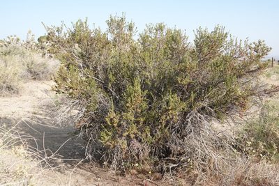 Purshia glandulosa, photographed by Kimball Garrett