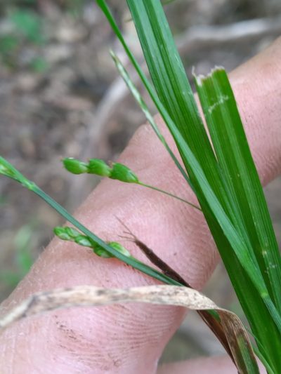 Carex digitalis, photographed by Scott Ward