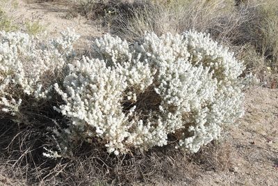 Krascheninnikovia ceratoides, photographed by Kimball Garrett