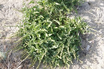 Blitum californicum, photographed by Kimball Garrett