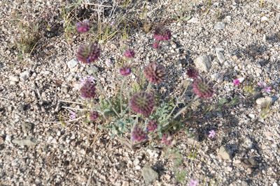 Salvia columbariae, photographed by Kimball Garrett
