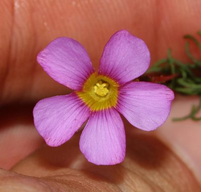 Oxalis capillacea, photographed by Brian du Preez