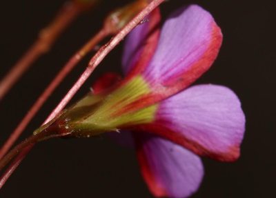 Oxalis capillacea, photographed by Brian du Preez