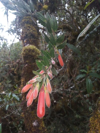 Demosthenesia spectabilis, photographed by Alfredo F. Fuentes Claros