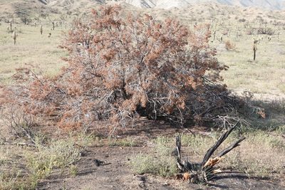 Juniperus californica, photographed by Kimball Garrett