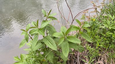 Urtica gracilis, photographed by Sergei Maslov