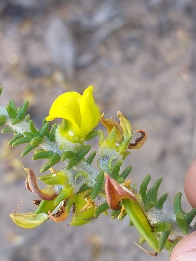 Aspalathus odontoloba, photographed by kevin koen