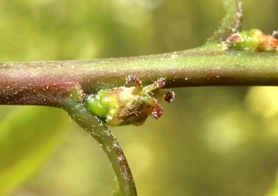Quercus phellos, photographed by Jeff Clark