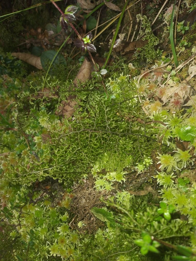 Hymenophyllum axillare, photographed by Alfredo F. Fuentes Claros