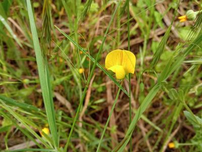 Lathyrus annuus, photographed by Josep Gesti