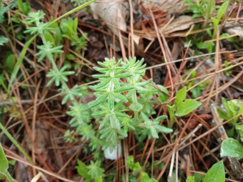 Galium maritimum, photographed by Josep Gesti